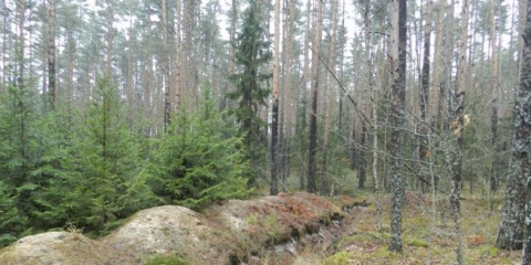 Jak transplantovat vánoční strom z lesa do země